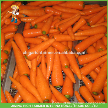 New Crop China Fresh Cenoura Exportação